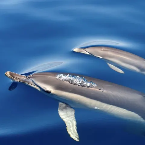 Wild dolphins swimming off the Algarve coast